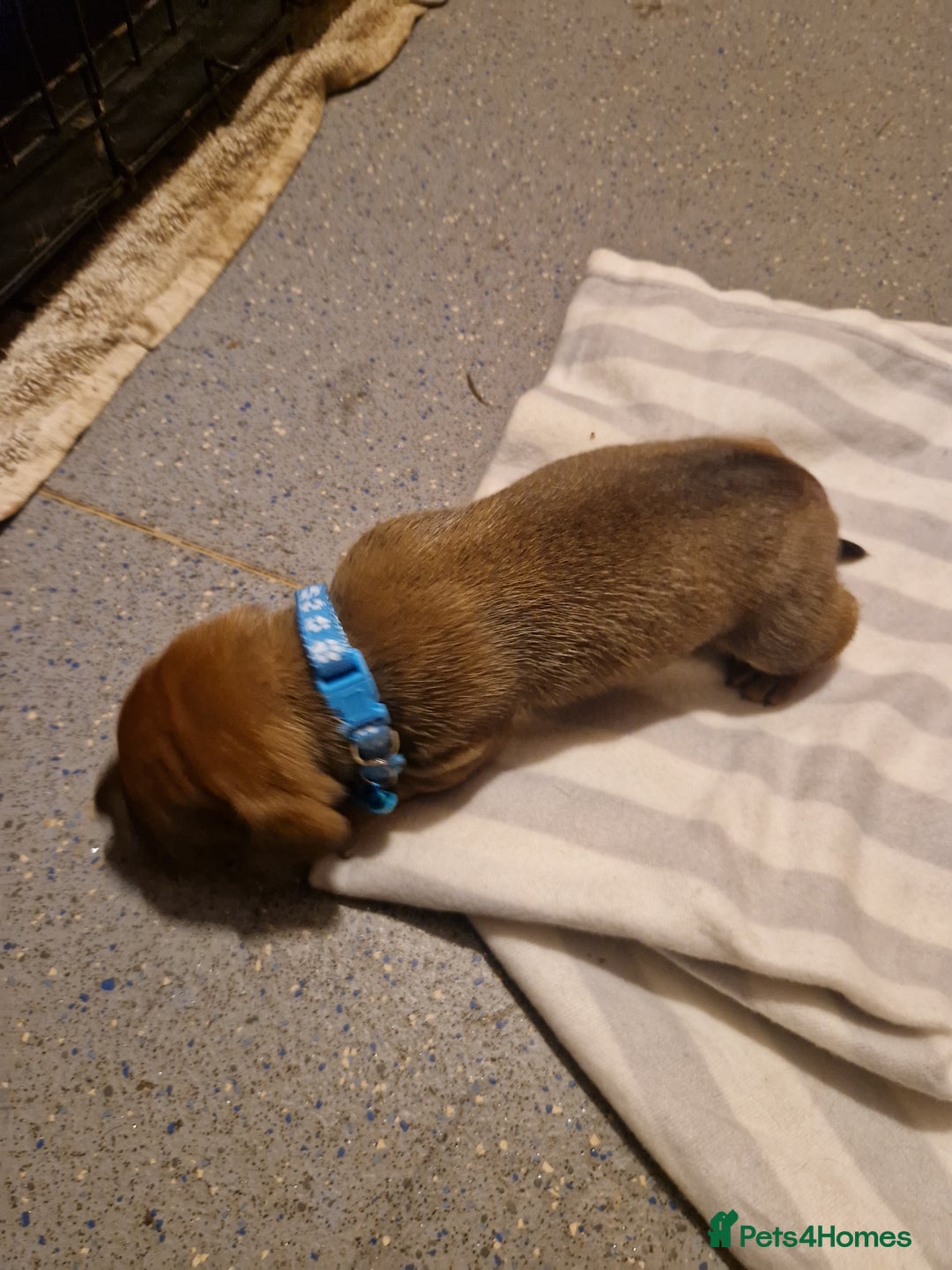 Mixed Breed dogs for sale: Staffy X Miniature Dachsund Puppies - Advert 11