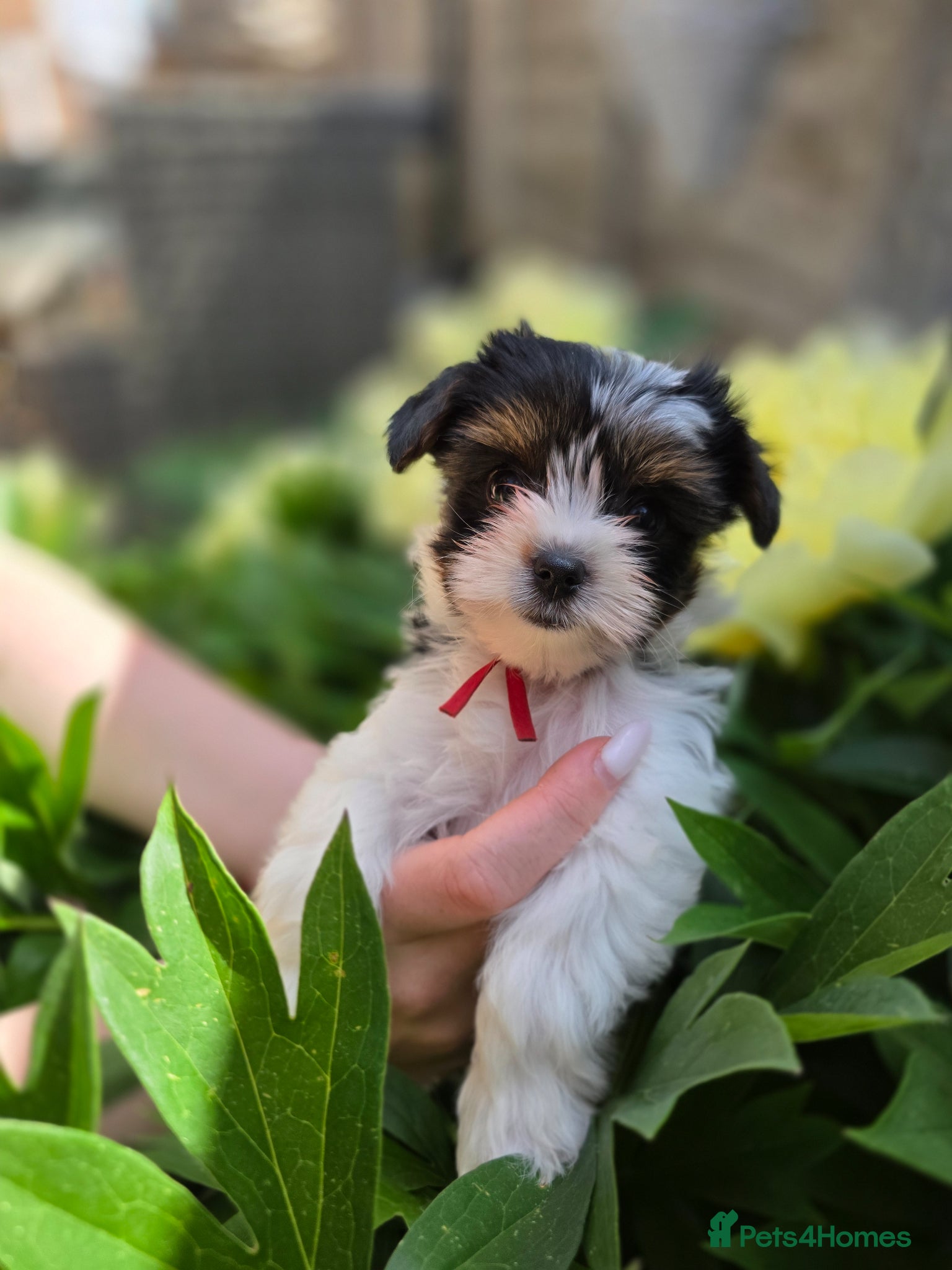 Yorkshire Terrier dogs Purebred 4 Generation Puppies - Advert 2