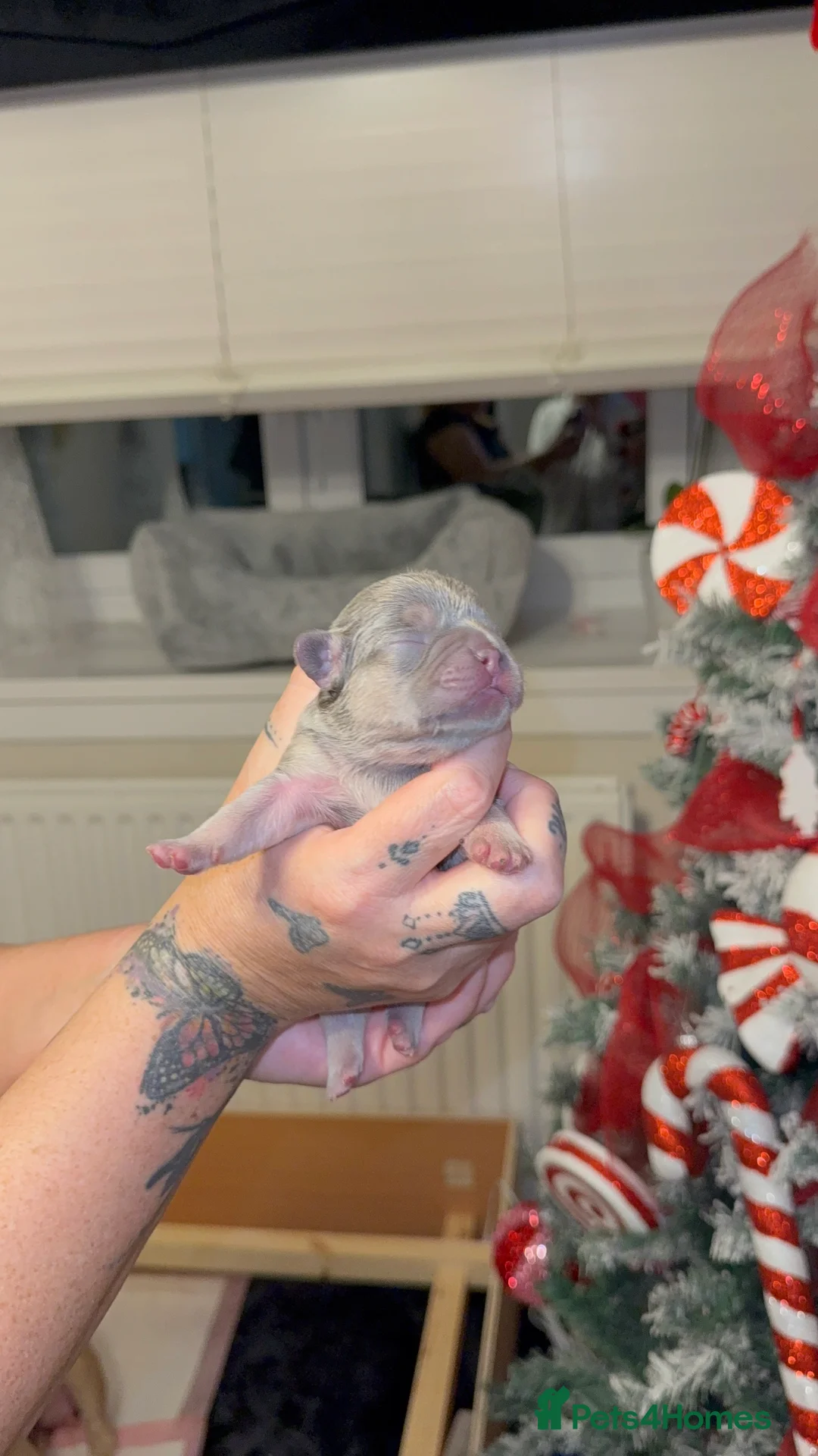 French Bulldog dogs for sale: Elegant Litter of Six KC Registered French Bulldog - Advert 6