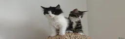 Mixed Breed cats for sale: kittens - mid-long hair black and white and ginger in Airdrie - Advert 17