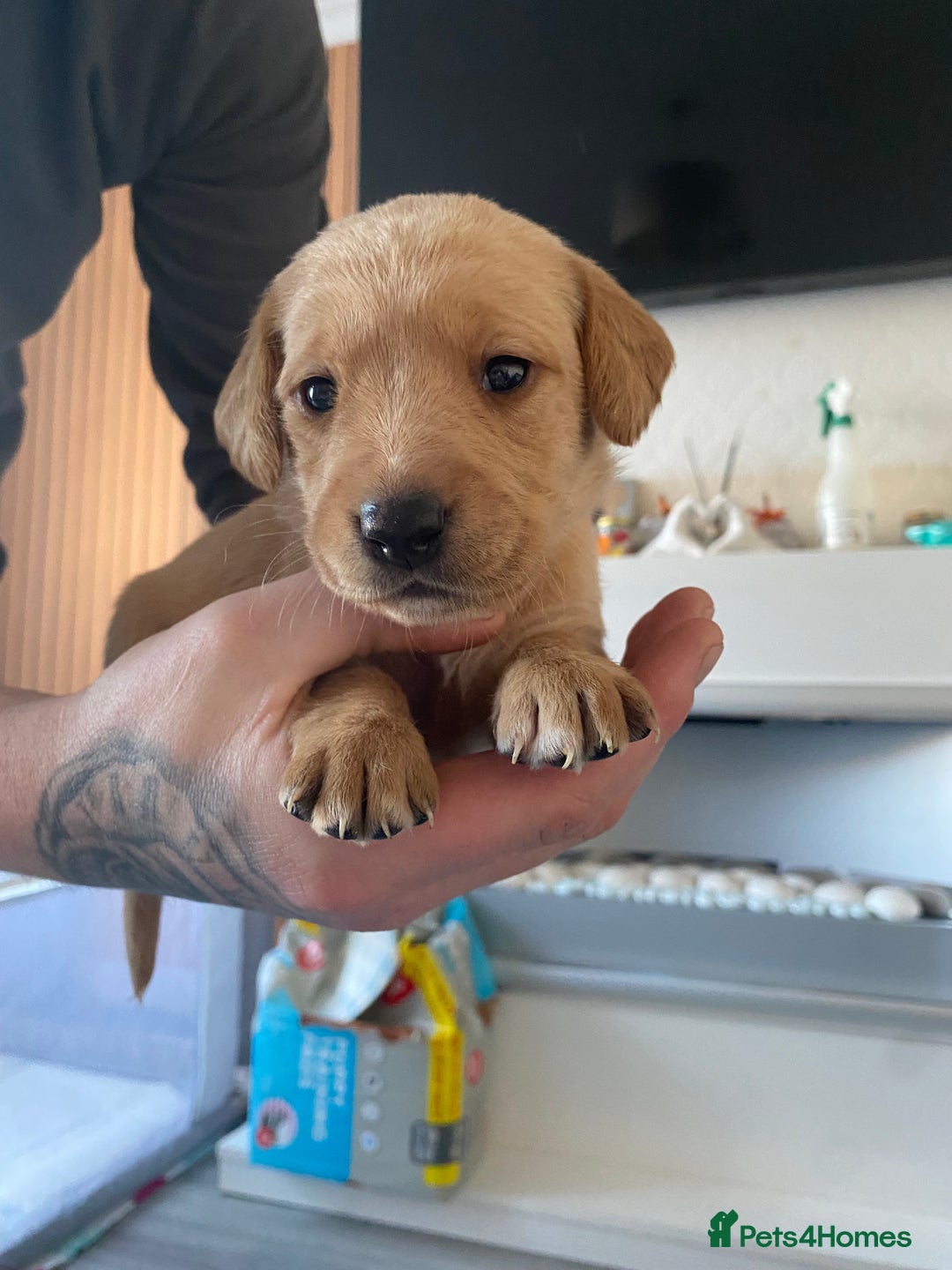 Springador dogs for sale: Labrador puppies - Advert 29