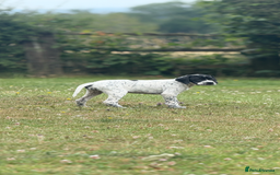 Pointer dogs for sale: "Well Bred" Pointer Puppies - Image 15