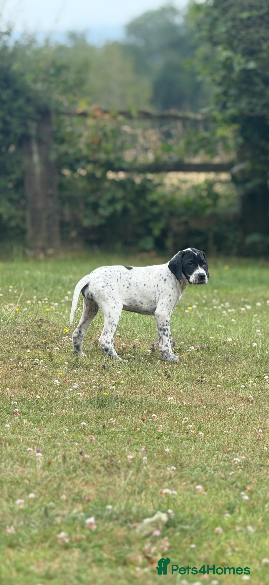 Pointer dogs for sale: "Well Bred" Pointer Puppies - Image 15