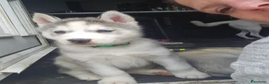 Siberian Husky 1