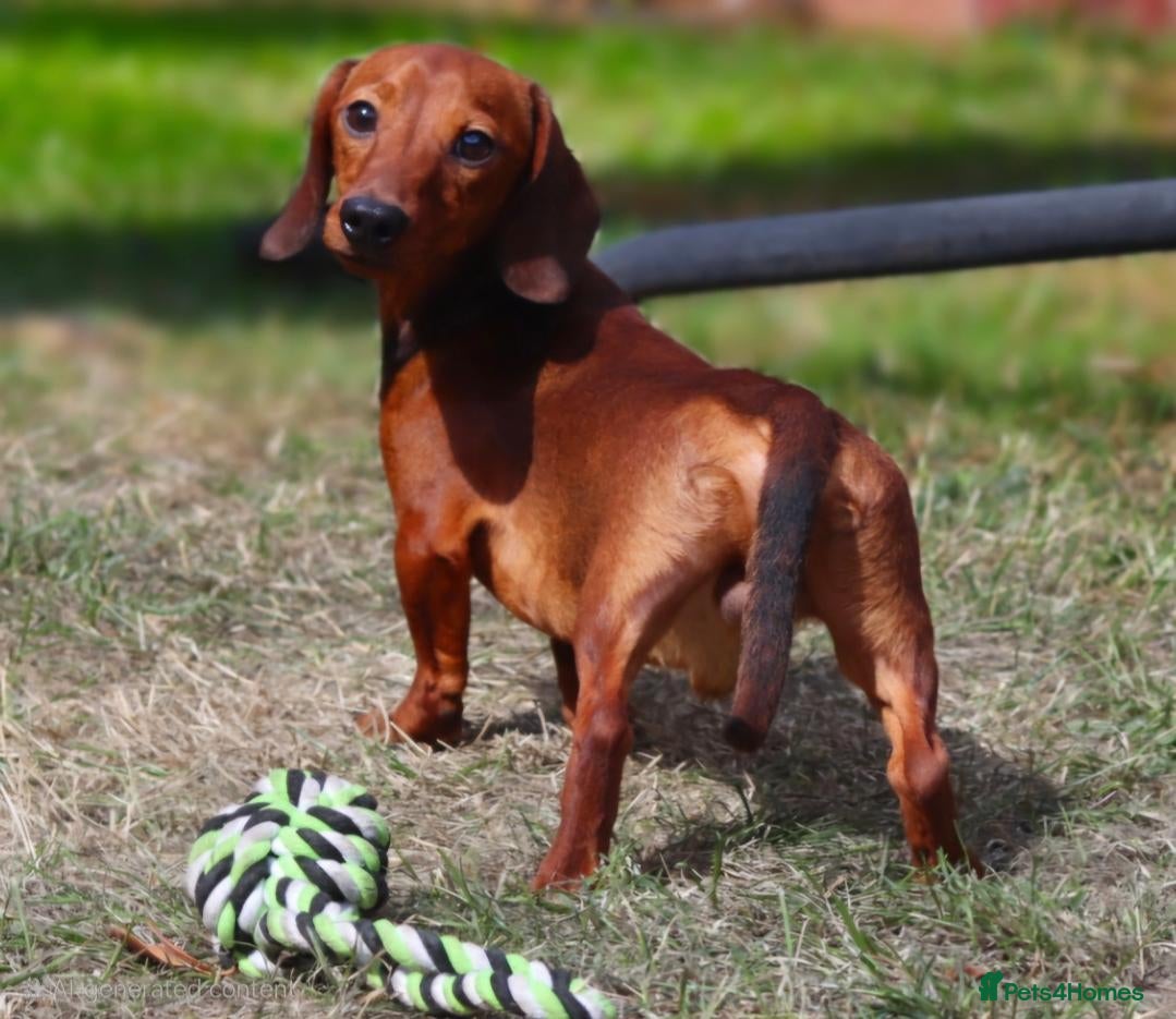 Miniature Dachshund dogs Stud & Scan Miniature Dachshund  - Advert 1