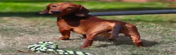 Miniature Dachshund dogs for stud: Stud & Scan Miniature Dachshund  - Advert 1