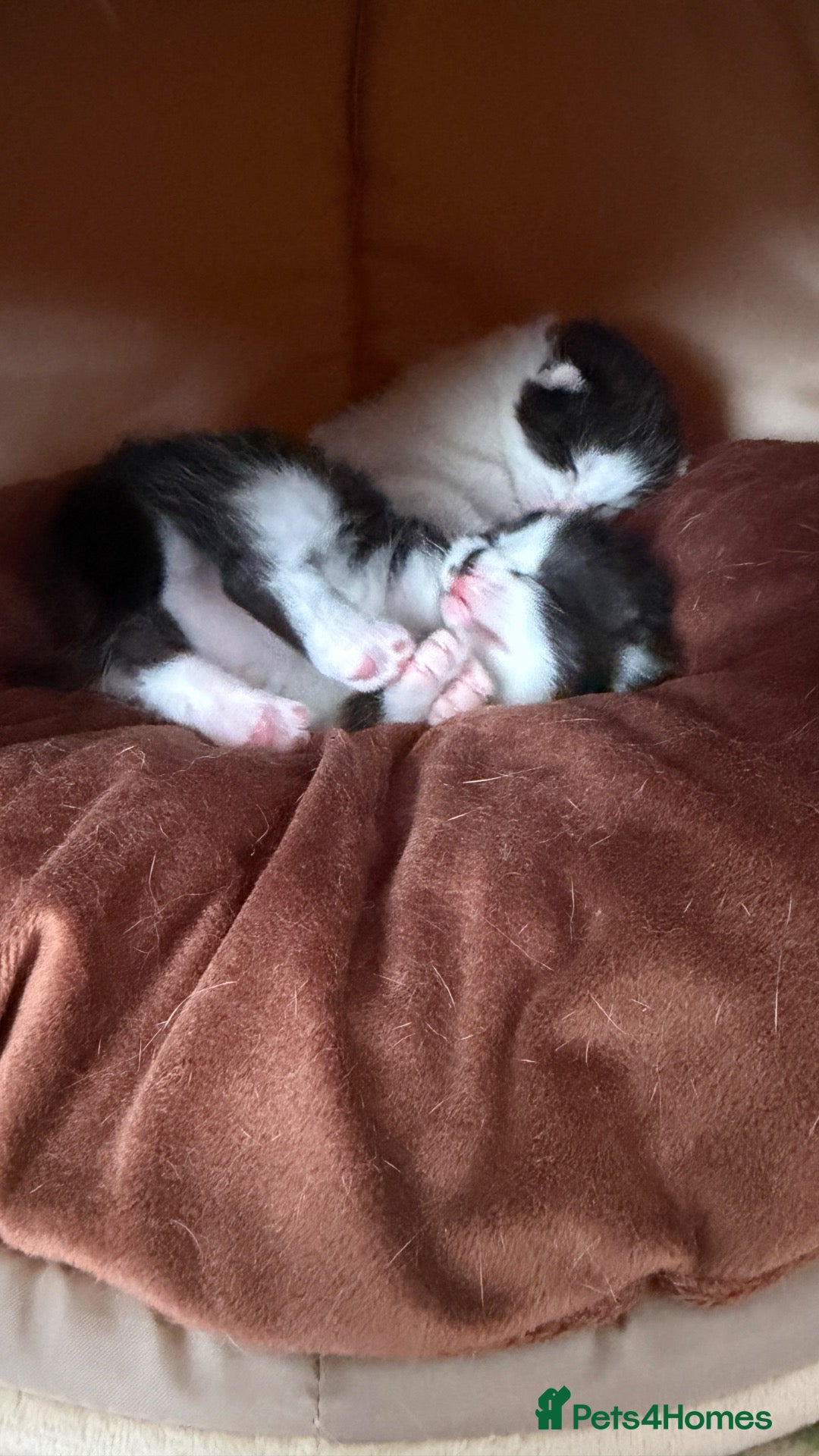 Domestic Shorthair cats Black and white kittens - Advert 1
