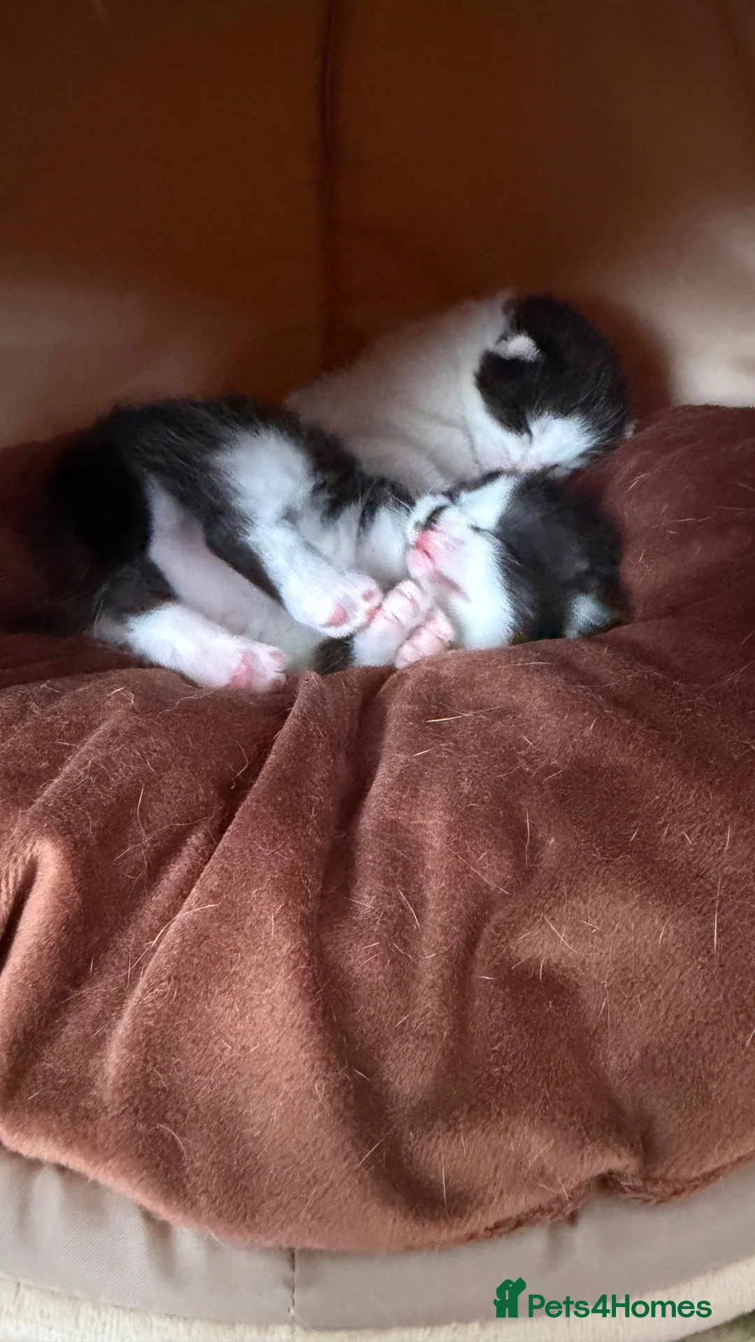 Domestic Shorthair cats for sale: Black and white kittens in Preston - Advert 1