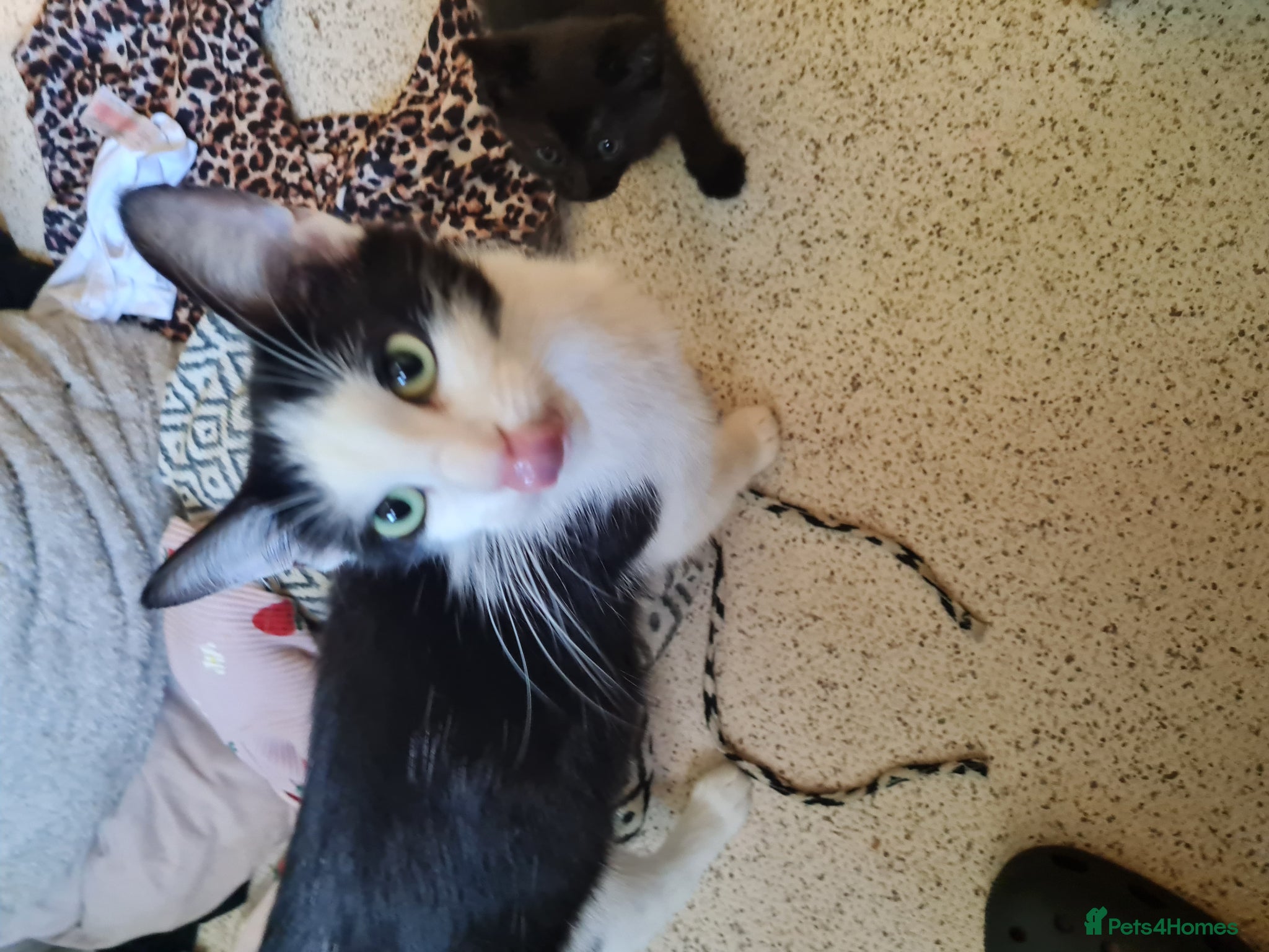 Mixed Breed cats 1x fluffy boy 1x short hair girl - Advert 1