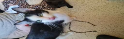 Mixed Breed cats for sale: 1x fluffy boy 1x short hair girl in Truro - Advert 1