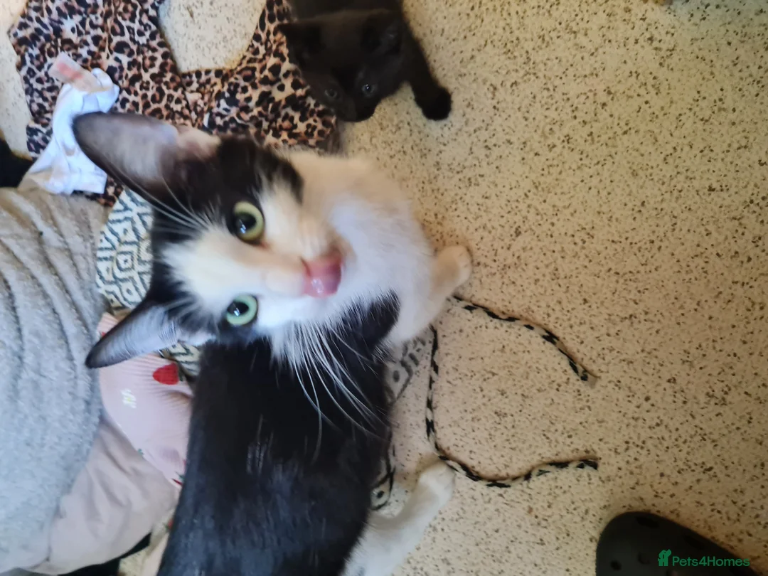 Mixed Breed cats for sale: 1x fluffy boy 1x short hair girl in Truro - Advert 1