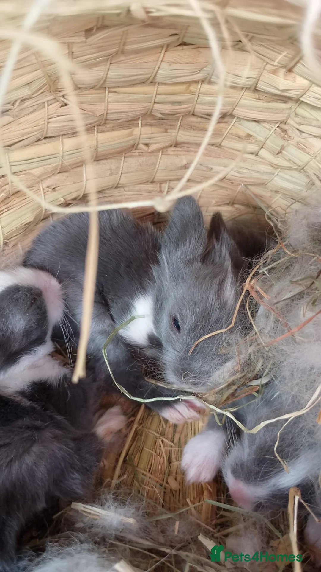 Lionhead rabbits for sale: 3 Little kits - Advert 5