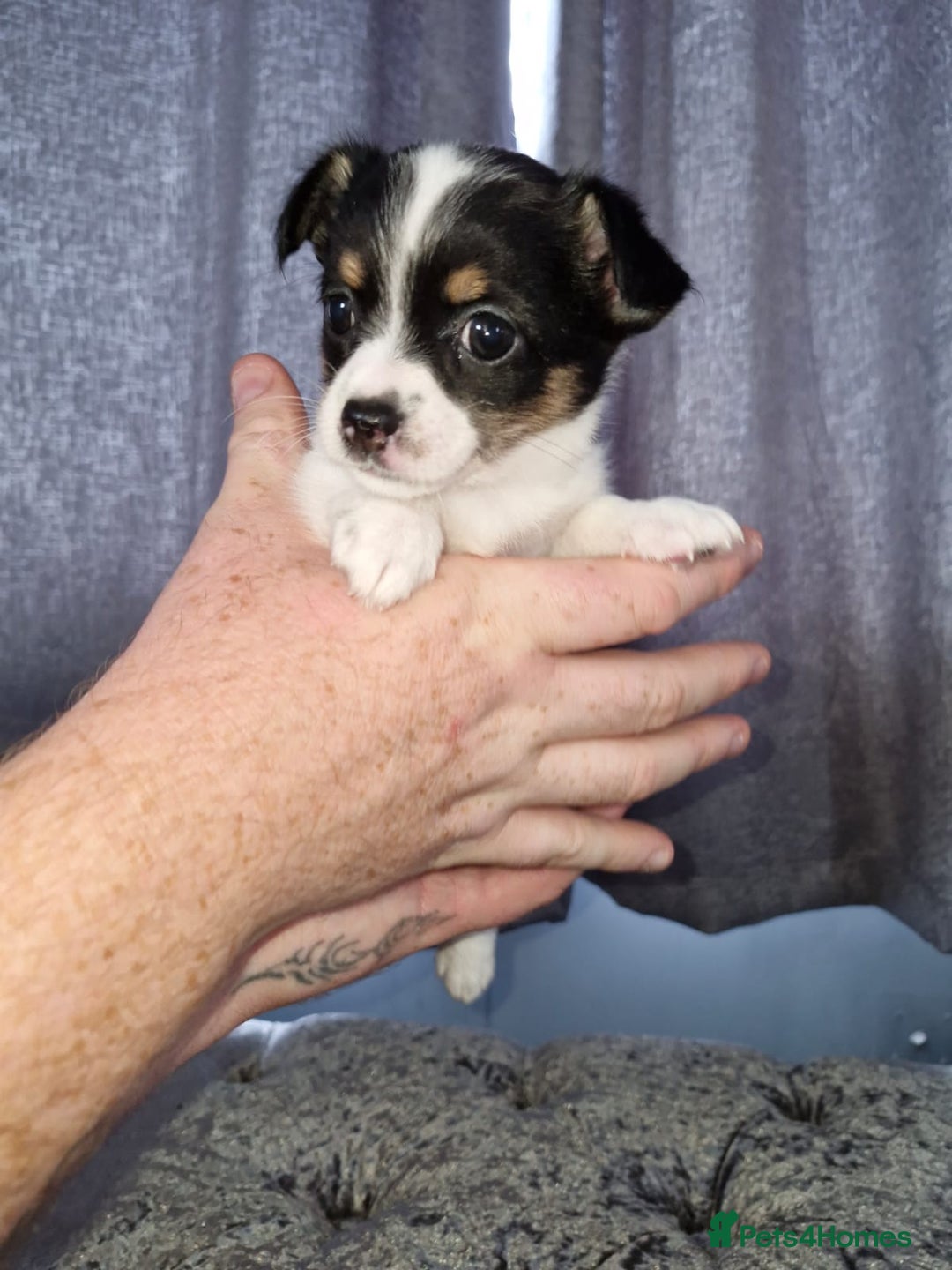 Pomchi dogs for sale: Last male pomchi left - Image 10