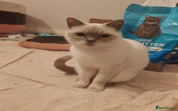 British Shorthair cats for sale: Pegidree adult loving British Shorthair for sake - Image 1