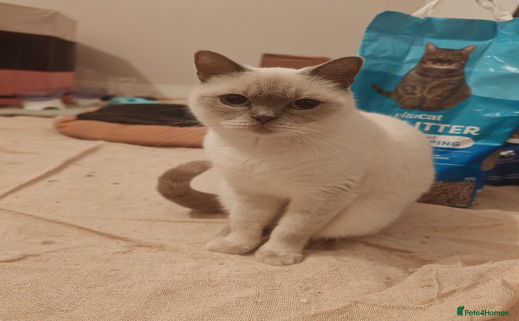 British Shorthair cats - Advert 2