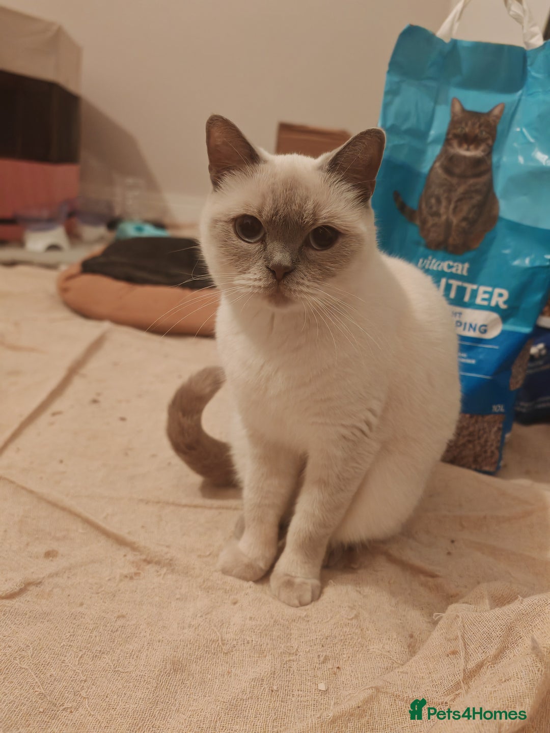 British Shorthair cats for sale: Pegidree adult loving British Shorthair for sake - Image 1