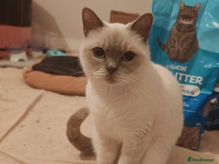 British Shorthair cats - Advert 4