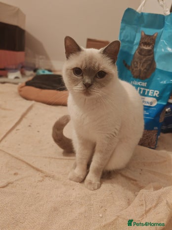 British Shorthair cats - Advert 2