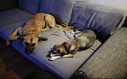 Mixed Breed dogs for adoption: Dobby - Image 3