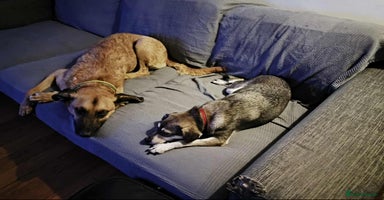 Mixed Breed dogs - Advert 2
