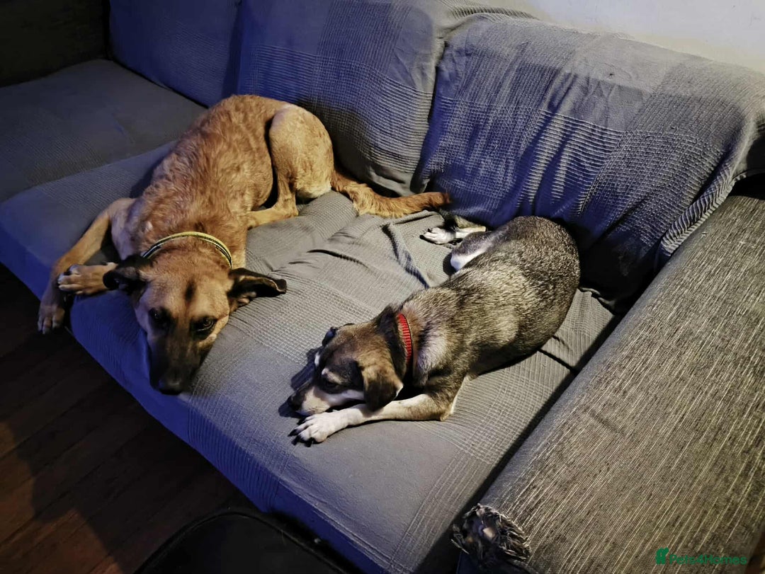 Mixed Breed dogs for adoption: Dobby - Image 3