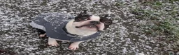 Boston Terrier dogs for stud: Harley - Boston Terrier - 7 Years Old in Stockton-on-Tees - Advert 14