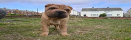 Shar Pei dogs for sale: Male shar pei for sale in Gateshead - Advert 9