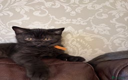 British Shorthair cats for sale: Only 2 girls left ready to go BBSH - Image 4