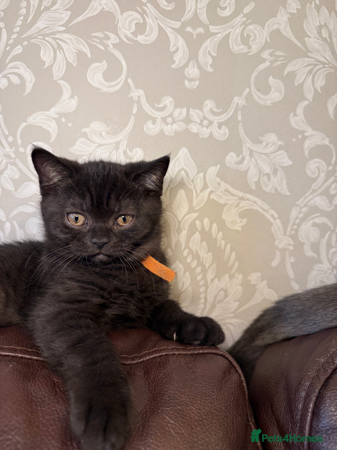 British Shorthair cats for sale: Only 2 girls left ready to go BBSH - Image 4