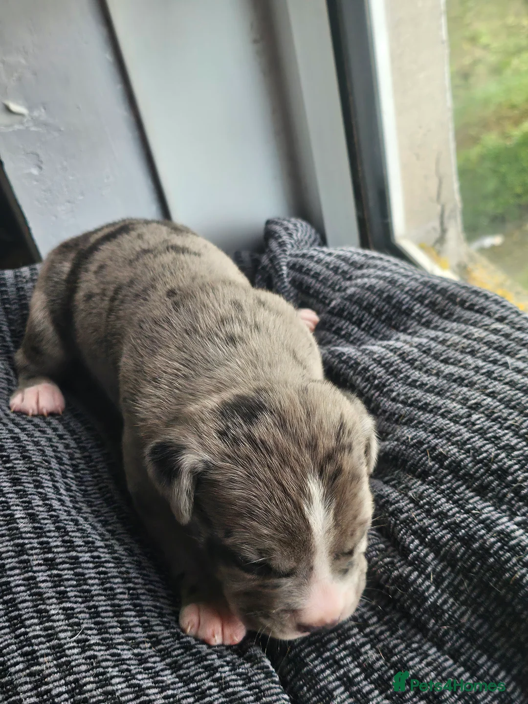 Mixed Breed dogs for sale: Beautiful American Bulldog × Staffie Mix Puppies in Glasgow - Advert 21