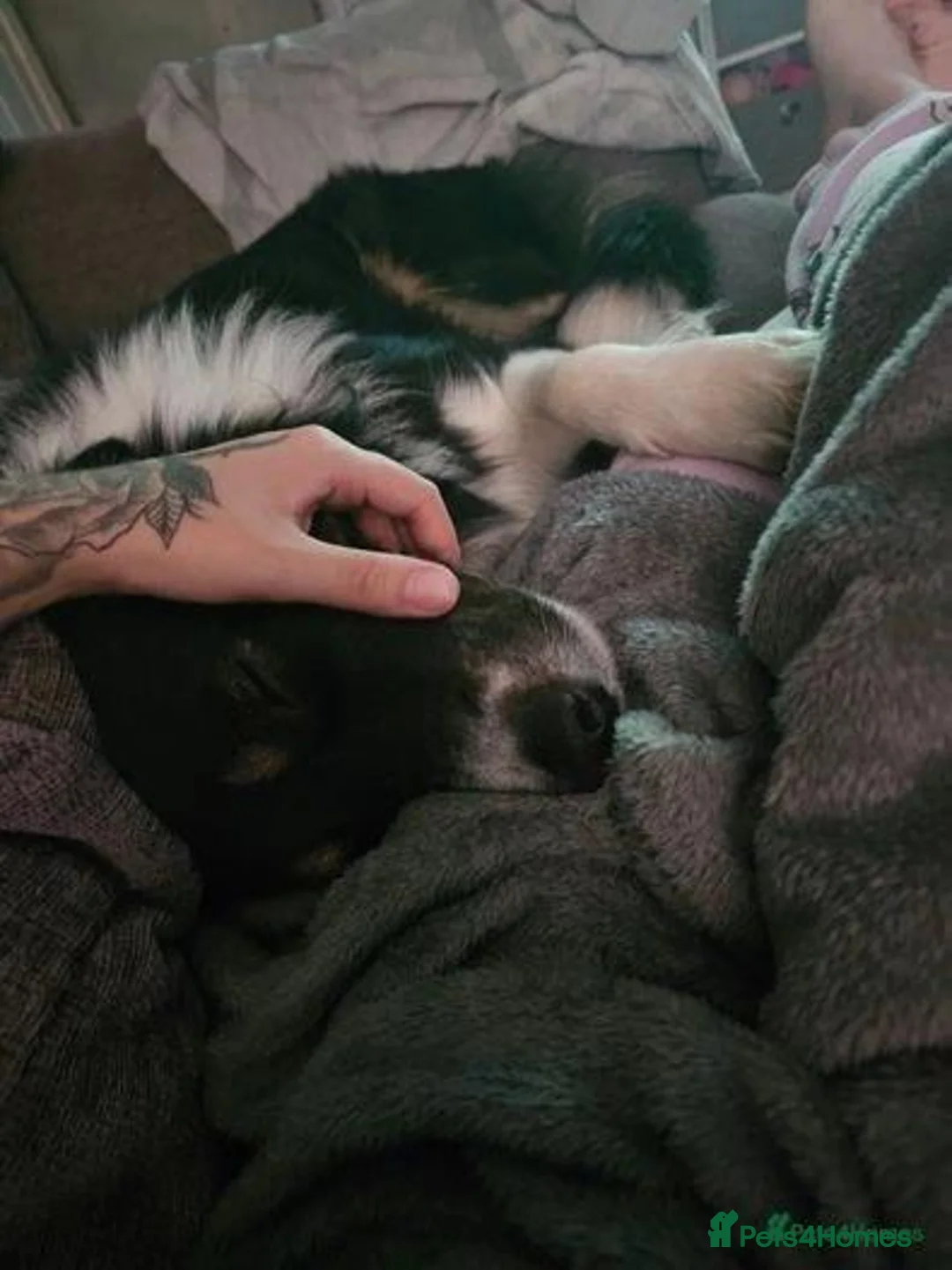 Border Collie dogs for sale: Beautiful trio border collie in Stone - Advert 2
