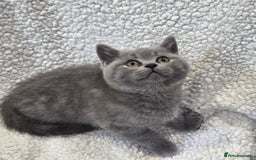 British Shorthair cats for sale: Nice British Shorthair Blue  male kittens - Image 9