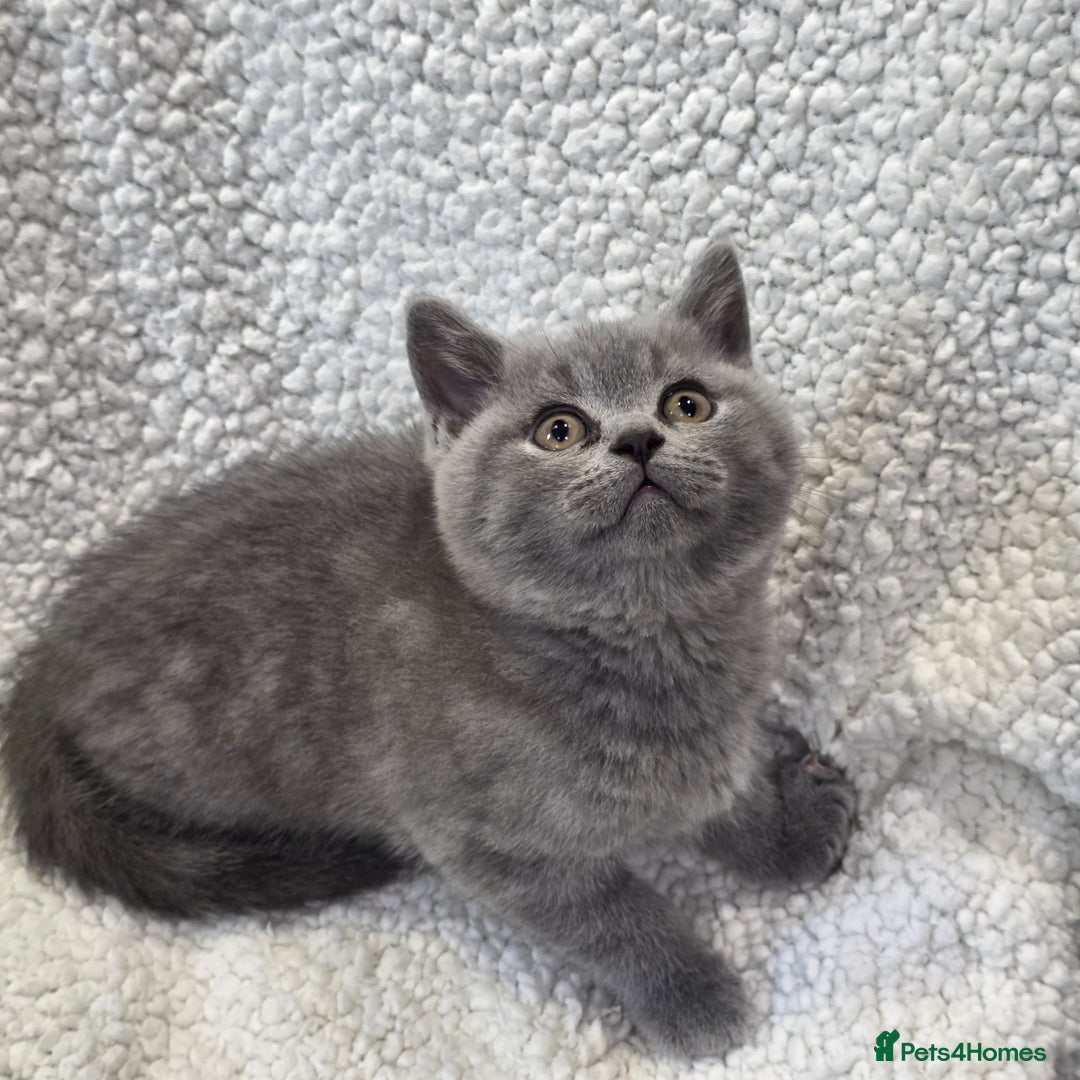British Shorthair cats for sale: Nice British Shorthair Blue  male kittens - Image 9