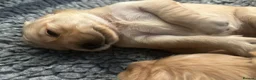 Golden Retriever dogs for sale: Stunning KC reg Golden Retriever babies - Advert 7