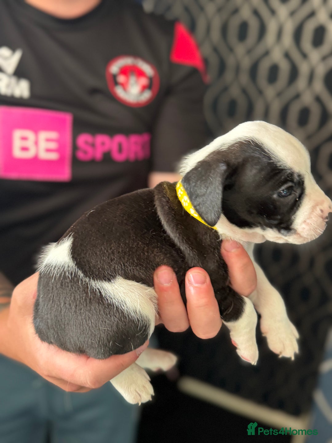 Mixed Breed dogs for sale: American bulldog (not bully) x cocker spaniel  - Image 12