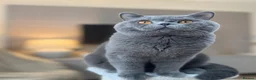 British Shorthair cats for sale: Black girl british shorthairkitten - Advert 3