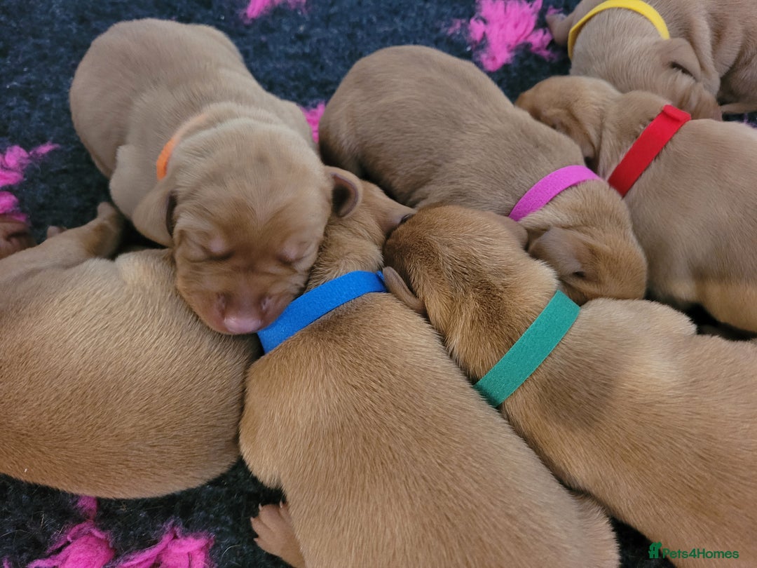 Hungarian Vizsla dogs for sale: Exceptional Hungarian Vizsla Puppies for Sale - Image 13