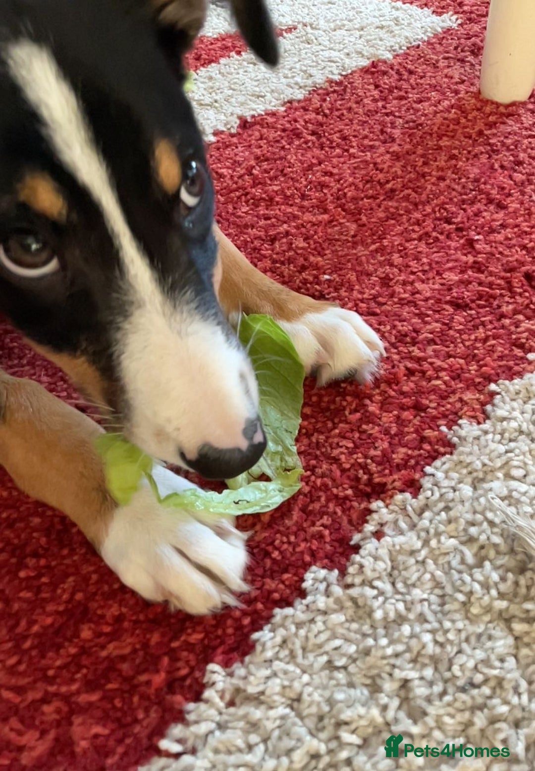 Border Collie dogs for sale: Tri Colour Smooth Fur Collie (MALE) For Sale - Advert 10