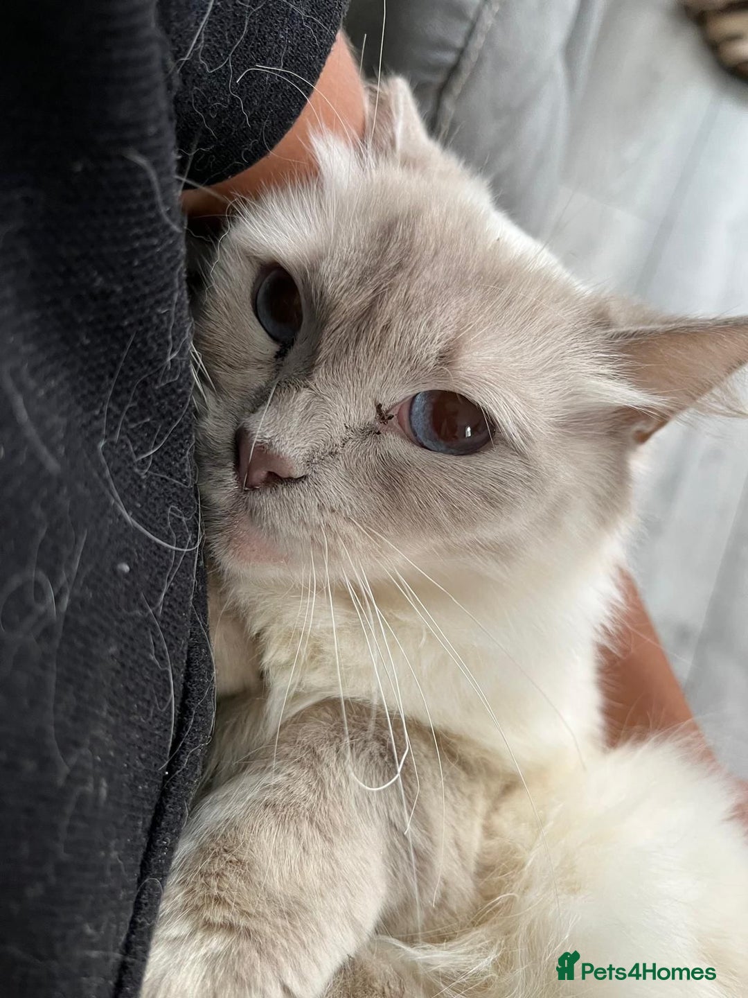 Ragdoll cats for sale: Beautiful lilac ragdoll rehome  - Image 4