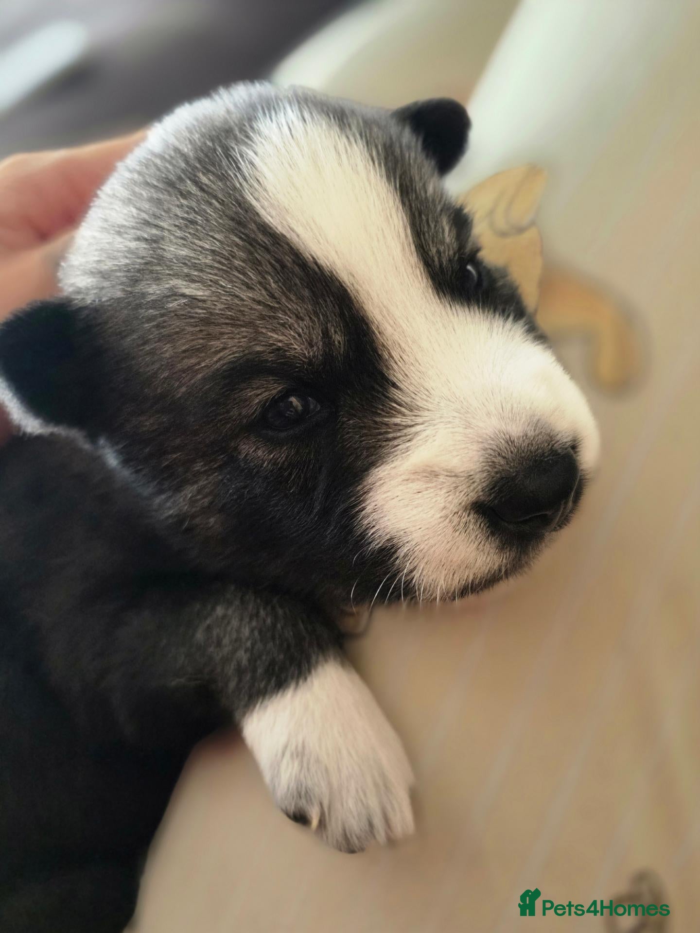 Siberian Husky dogs Pedigree Husky pups - Advert 2