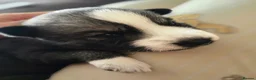 Siberian Husky dogs for sale: Pedigree Husky pups in Littlehampton - Advert 2