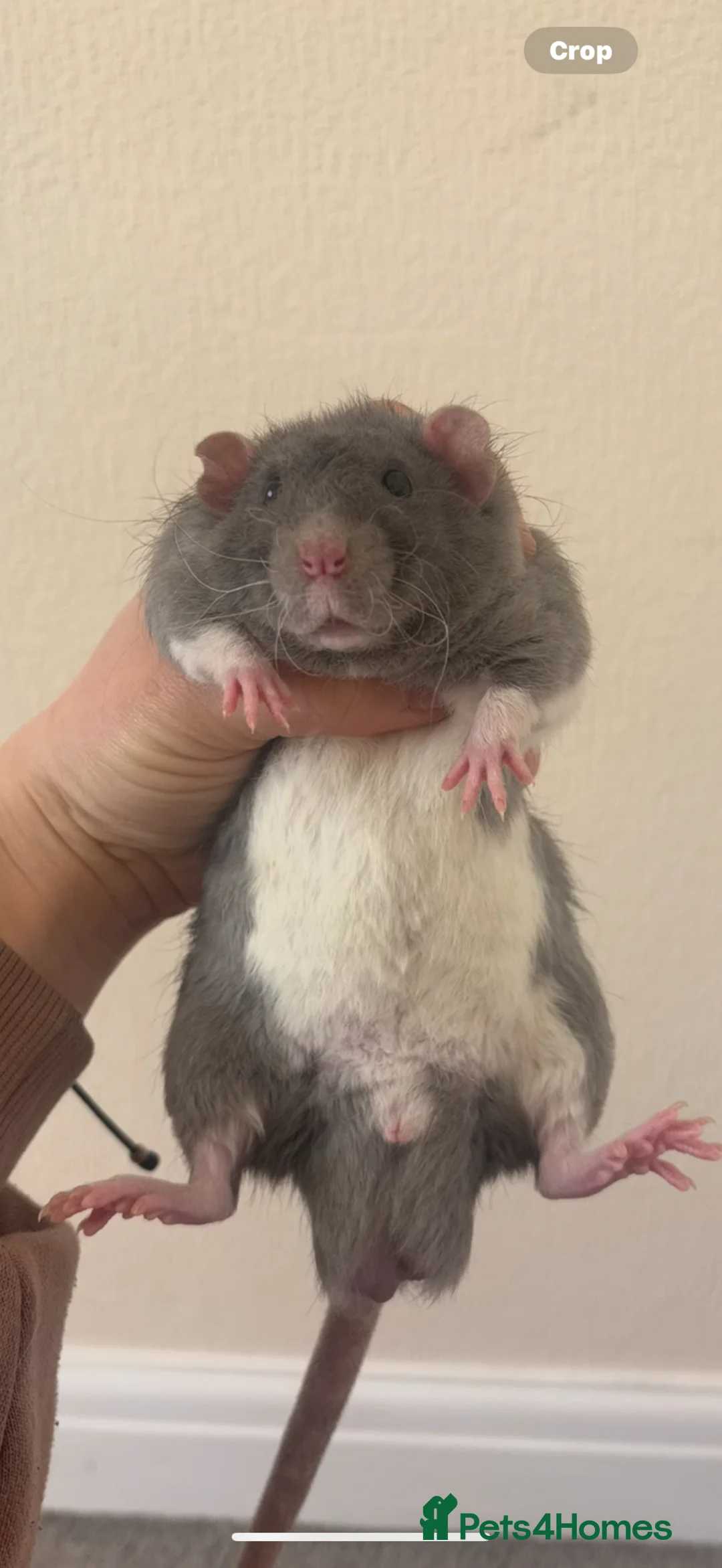 Rat rodents for sale: 2 young male rats  - Advert 1