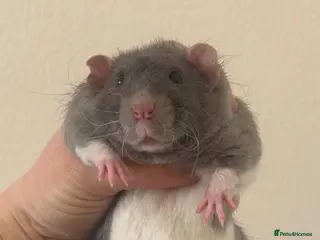 Rat rodents 2 young male rats - Advert 1