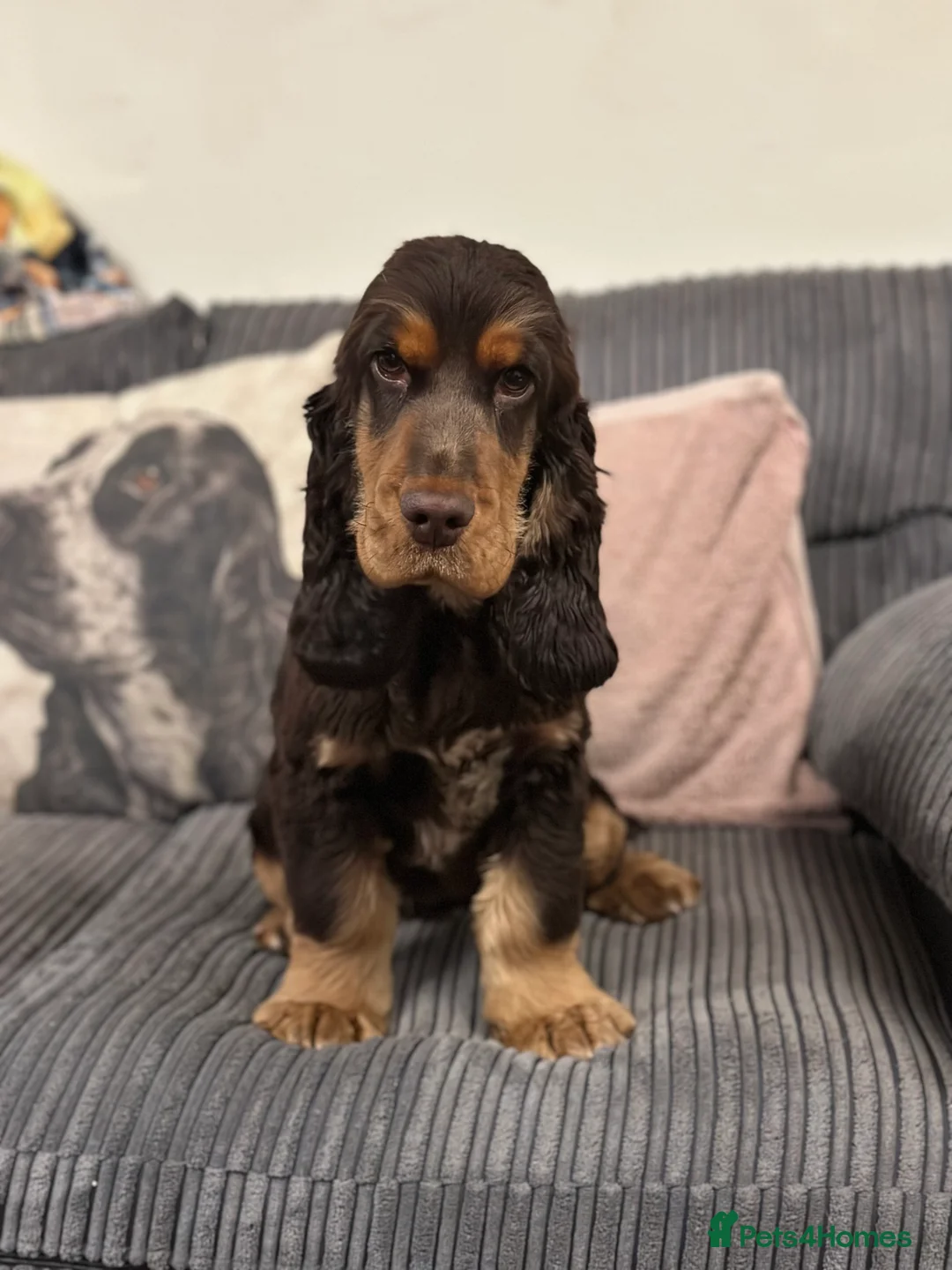 Cocker Spaniel dogs for sale: 6 month old chocolate and tan girl - Advert 1