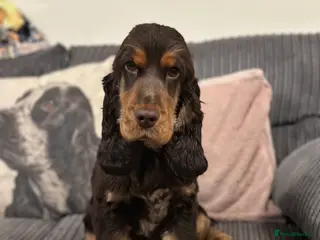 Cocker Spaniel dogs 6 month old chocolate and tan girl - Advert 6
