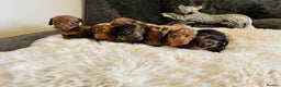 Miniature Dachshund dogs for sale: Miniature dachshund  - Advert 1
