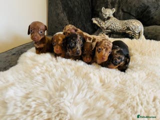 Miniature Dachshund dogs Miniature dachshund - Advert 10
