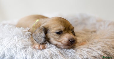 Miniature Dachshund dogs - Advert 1