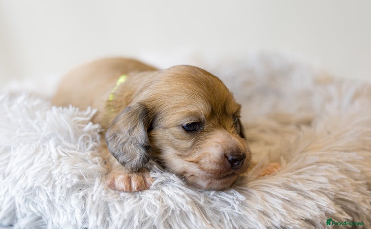Miniature Dachshund dogs - Advert 3