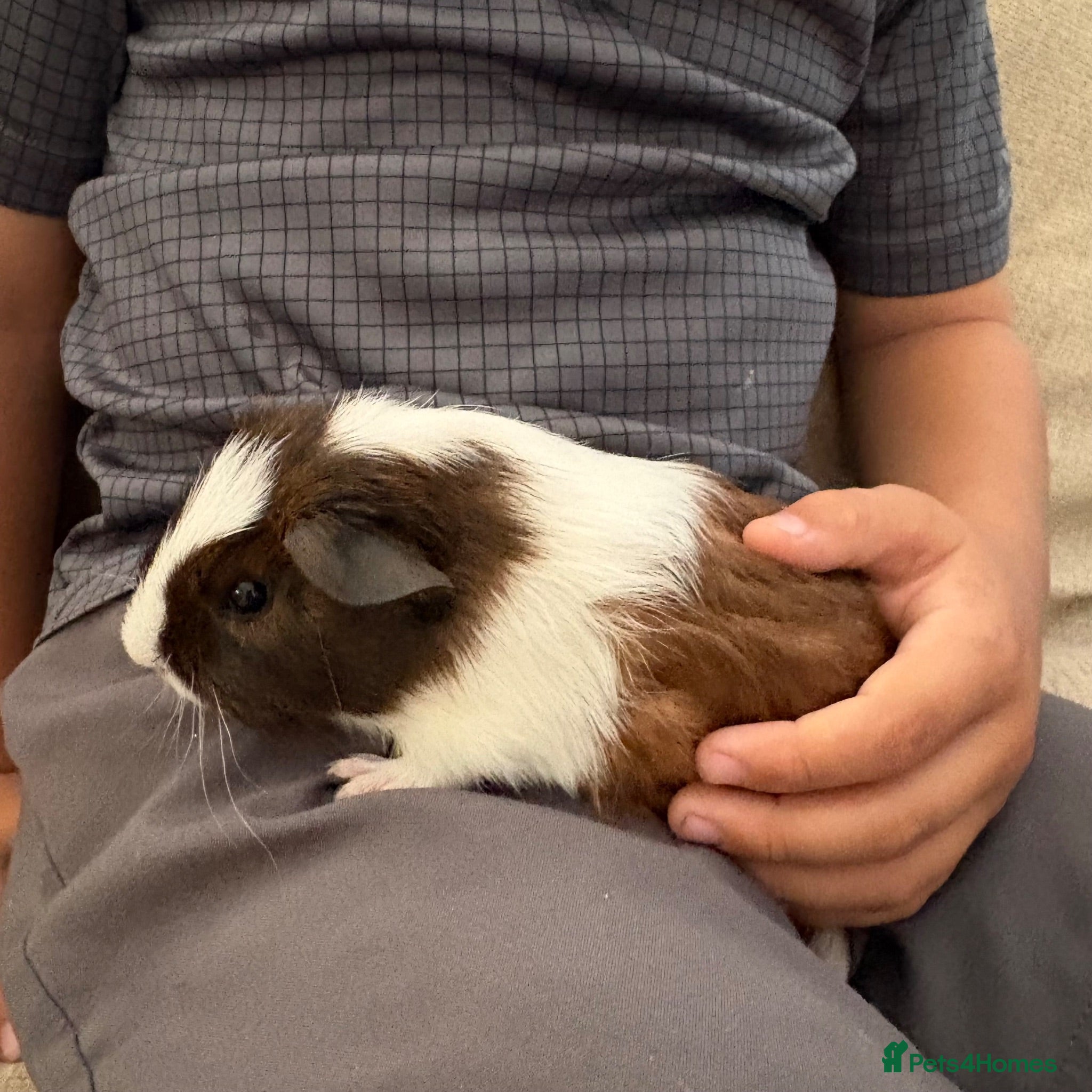 Guinea Pig rodents Sow available - all boars have been reserved  - Advert 23